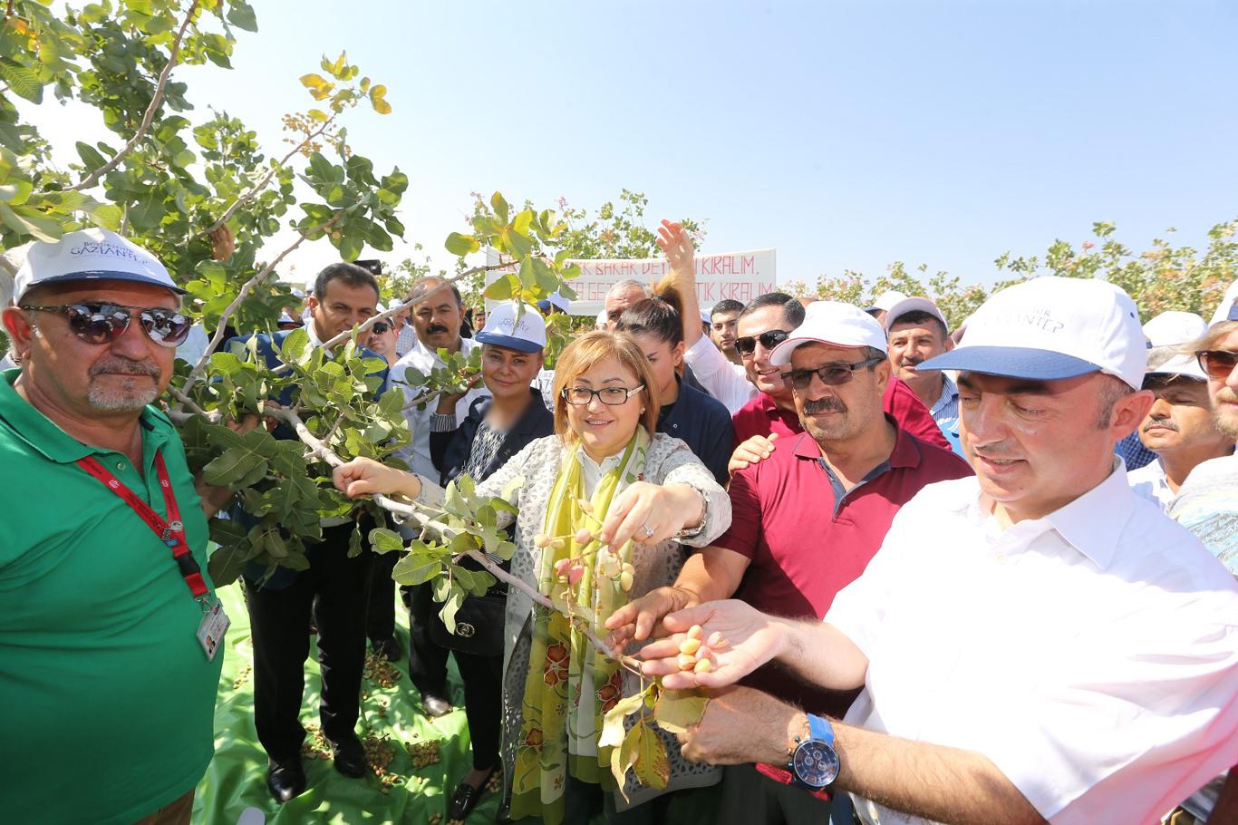 Antep fıstığı hasadı başladı Antep fıstığı hasadı başladı